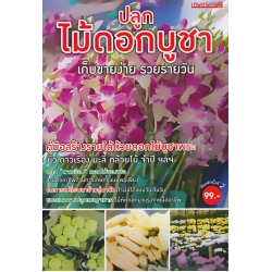 ปลูกไม้ดอกบูชา เก็บขายง่าย รวยรายเร็ว