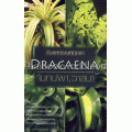 ร้อยพรรณพฤกษา Dracaena จันทร์ผา, วาสนา